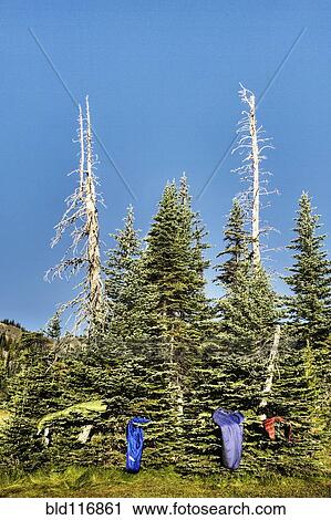 Sleeping Bags on a Pine Tree View Large Photo Image Stock Image - Sleeping Bags on a Pine Tree. Fotosearch