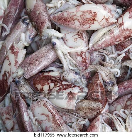 Stock Photography - Squid For Sale in a Market. Fotosearch