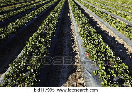 Strawberries Ready For Harvesting View Large Photo Image Stock Photography - Strawberries Ready For Harvesting. Fotosearch