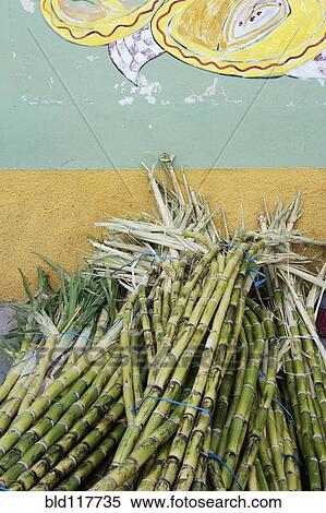 Sugar Cane View Large Photo Image Stock Photography - Sugar Cane. Fotosearch