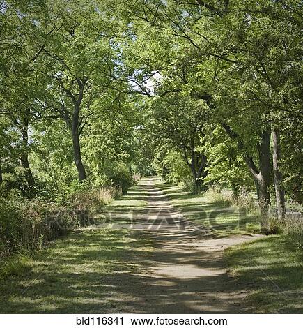 Tree lined pathway View Large Photo Image Stock Image - Tree lined pathway. Fotosearch