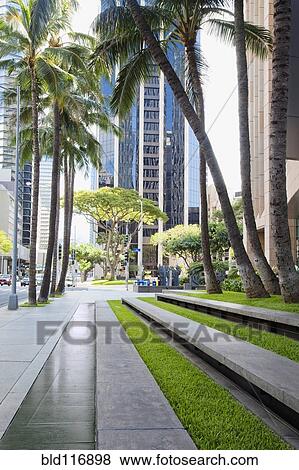 Stock Photo - Tree-lined sidewalk, island of Oahu, HI, USA. Fotosearch