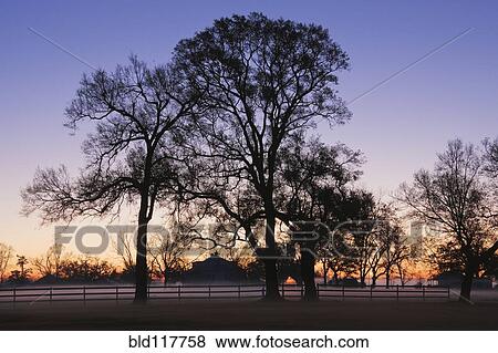 Stock Photo - Trees and Fence in the Mist. Fotosearch