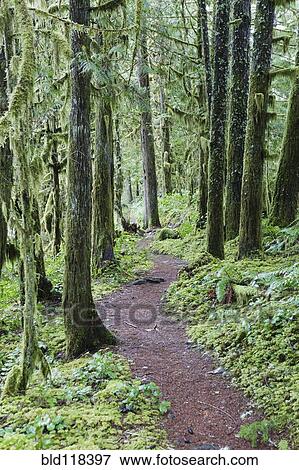Trees and path through woodland View Large Photo Image Stock Photo - Trees and path through woodland. Fotosearch