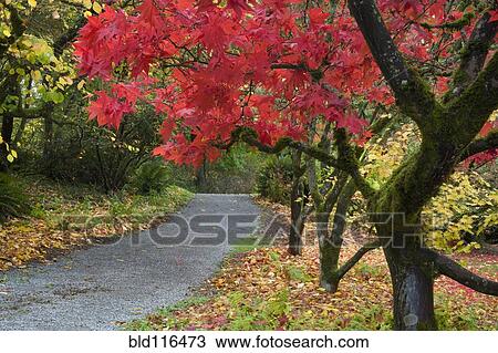 Trees in Autumn color lining a trail in the Washington Park Arboretum View Large Photo Image Stock Image - Trees in Autumn color lining a trail in the Washington Park Arboretum. Fotosearch