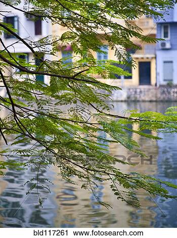 View of Buildings and Water through Tree Branches View Large Photo Image Stock Image - View of Buildings and Water through Tree Branches. Fotosearch