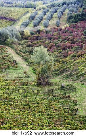 Stock Image - Vineyard and Olive Grove. Fotosearch