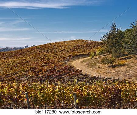 Vineyard in Autumn View Large Photo Image Stock Image - Vineyard in Autumn. Fotosearch