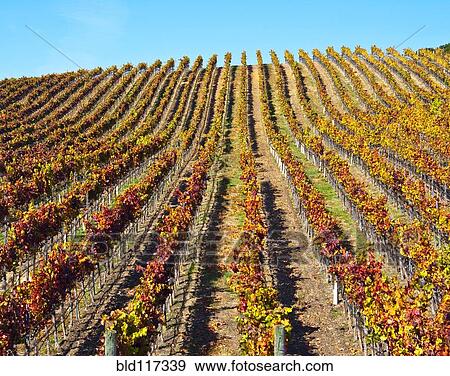 Vineyard in Autumn View Large Photo Image Stock Photo - Vineyard in Autumn. Fotosearch
