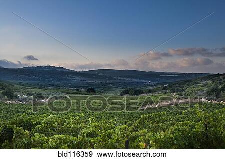 Vineyard in the Galilee View Large Photo Image Stock Photo - Vineyard in the Galilee. Fotosearch