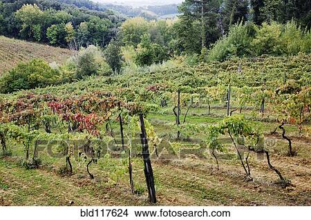 Vineyard View Large Photo Image Picture - Vineyard. Fotosearch