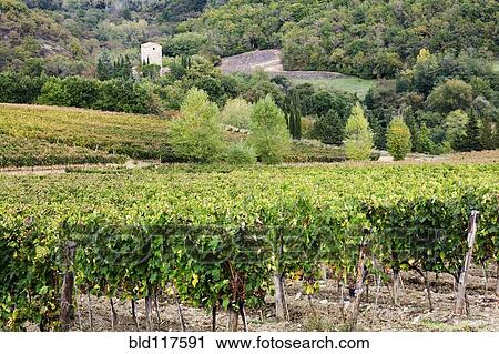 Vineyard View Large Photo Image Stock Image - Vineyard. Fotosearch