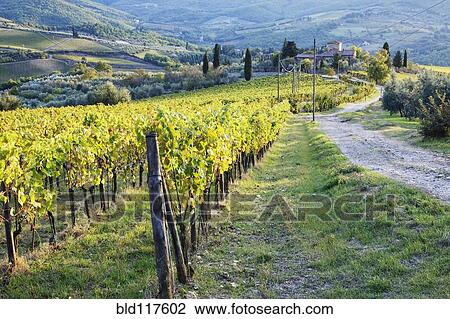 Stock Image - Vineyards and Farmhouse. Fotosearch