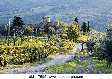 Stock Photography - Vineyards and Farmhouse. Fotosearch