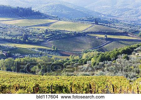 Vineyards and Olive Groves View Large Photo Image Picture - Vineyards and Olive Groves. Fotosearch