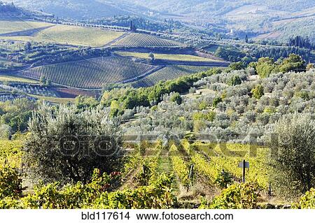 Vineyards and Olive Groves View Large Photo Image Picture - Vineyards and Olive Groves. Fotosearch