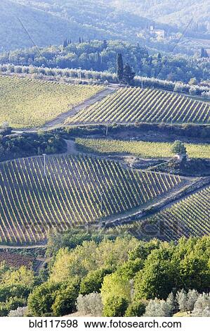Stock Photo - Vineyards and Olive Groves. Fotosearch