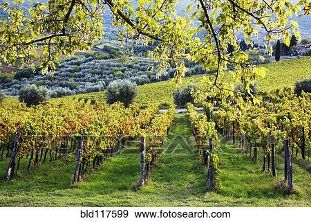 Stock Photo - Vineyards and Olive Groves. Fotosearch