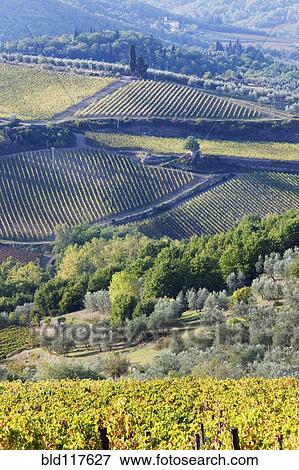 Vineyards and Olive Groves View Large Photo Image Stock Photo - Vineyards and Olive Groves. Fotosearch