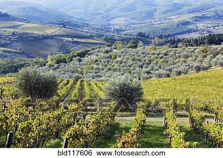 Vineyards and Olive Groves View Large Photo Image Stock Photograph - Vineyards and Olive Groves. Fotosearch