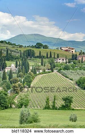 Vineyards on a Hillside View Large Photo Image Picture - Vineyards on a Hillside. Fotosearch