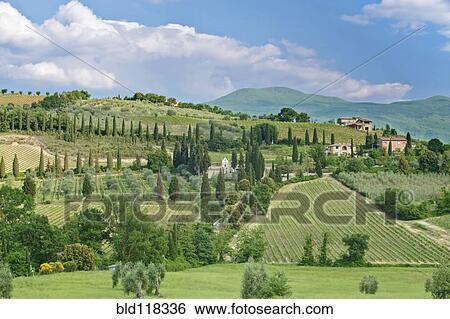 Vineyards on a Hillside View Large Photo Image Stock Photograph - Vineyards on a Hillside. Fotosearch