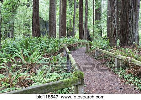 Stock Photo - Walking trail through The Redwood National Park, in California. Fotosearch