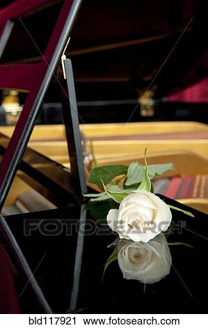 Stock Image - White rose and its reflection in the lacquered woodwork of a grand piano. Fotosearch