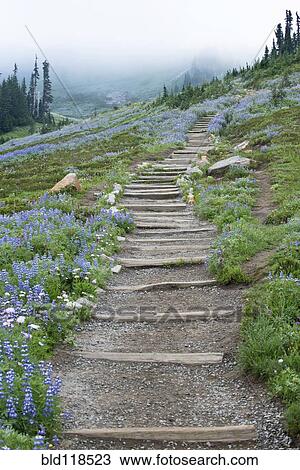 Wild flowers in the valley at Tipsoo Lake, in Mount Rainer national park View Large Photo Image Stock Image - Wild flowers in the valley at Tipsoo Lake, in Mount Rainer national park. Fotosearch