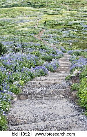 Stock Image - Wild flowers on the slopes of the Skyline Trail walking path in Mount Rainer national park. Fotosearch