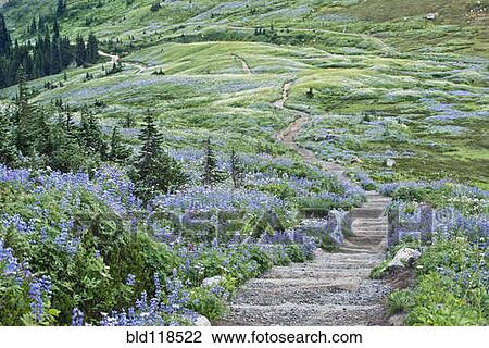 Stock Image - Wild flowers on the slopes of the Skyline Trail walking path in Mount Rainer national park. Fotosearch