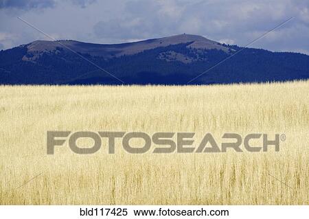 Stock Photography - Winter Wheat. Fotosearch