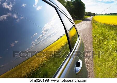 Stock Photo - A bright yellow flowering crop in a field, reflected in the car window. Fotosearch