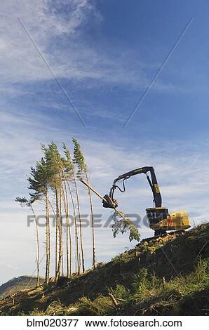 A forestry machine harvesting trees on a hillside at Strathpeffer View Large Photo Image Stock Photo - A forestry machine harvesting trees on a hillside at Strathpeffer. Fotosearch