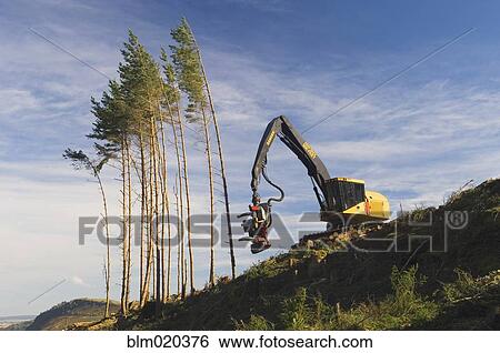 A forestry machine harvesting trees on a hillside at Strathpeffer View Large Photo Image Stock Photograph - A forestry machine harvesting trees on a hillside at Strathpeffer. Fotosearch