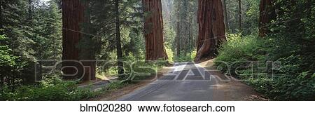 A group of Giant Sequoia trees in Sequoia Kings Canyon National Park, California View Large Photo Image Stock Image - A group of Giant Sequoia trees in Sequoia Kings Canyon National Park, California. Fotosearch