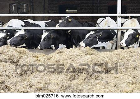 Stock Photograph - A herd of cows eating hay from feeding rack. Fotosearch