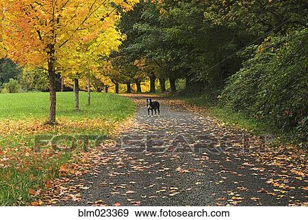Stock Photo - A small black dog, waiting on the path in the park. Fotosearch