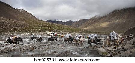A Yak train on the Kora View Large Photo Image Stock Image - A Yak train on the Kora . Fotosearch