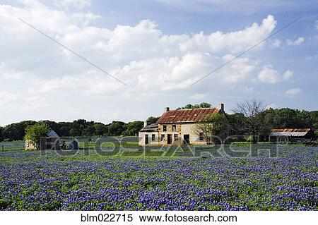 Abandoned Stone Cottage in Field of Bluebonnets View Large Photo Image Stock Photography - Abandoned Stone Cottage in Field of Bluebonnets. Fotosearch