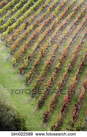 Aerial View of Vineyard View Large Photo Image Stock Photo - Aerial View of Vineyard. Fotosearch