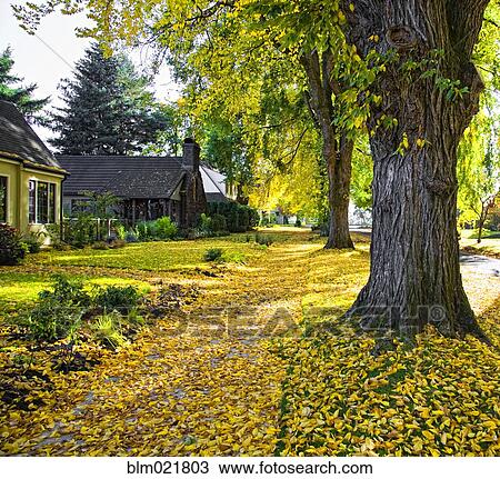 Autumn in Residential Area View Large Photo Image Stock Image - Autumn in Residential Area. Fotosearch