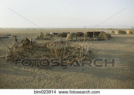 Awash, Fontale, Ethiopia View Large Photo Image Picture - Awash, Fontale, Ethiopia. Fotosearch