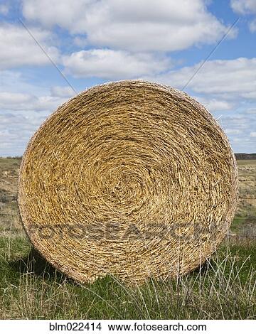 Picture - Bale of Hay in a Field. Fotosearch