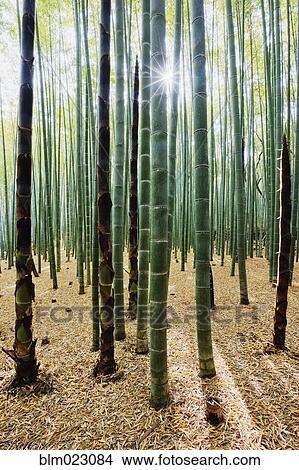 Bamboo Forest View Large Photo Image Picture - Bamboo Forest. Fotosearch