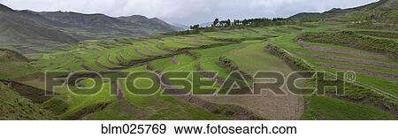 Barley crop grown on terraced hillsides View Large Photo Image Stock Photo - Barley crop grown on terraced hillsides. Fotosearch