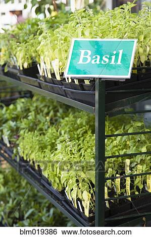 Basil Plants View Large Photo Image Stock Photograph - Basil Plants. Fotosearch