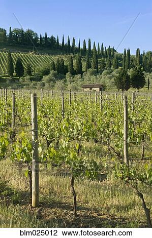 Beautiful Vineyard View Large Photo Image Stock Image - Beautiful Vineyard. Fotosearch