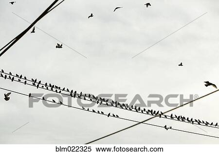 Stock Photography - Birds on Power Lines. Fotosearch