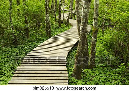 Boardwalk across wetland View Large Photo Image Stock Image - Boardwalk across wetland. Fotosearch